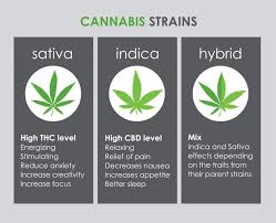 Indica vs Sativa vs Hybrid 
