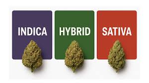 Indica vs Sativa vs Hybrid 